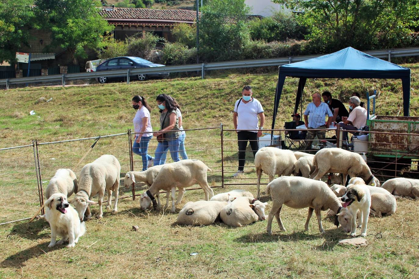 Las imágenes de la feria ganadera de Villoslada