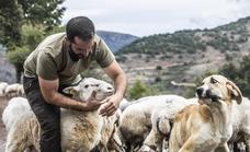 Los ataques de lobos obligan a ganaderos riojanos a pasar la noche junto a sus ovejas para protegerlas