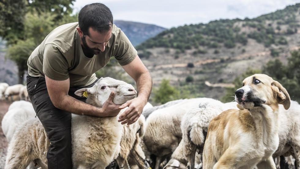 Los ataques de lobos obligan a ganaderos riojanos a pasar la noche junto a sus ovejas para protegerlas