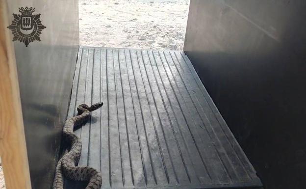 La Policía Local de Logroño retira una víbora en la calle Chile