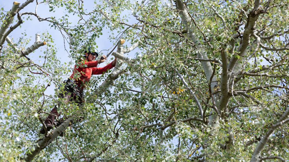 Logroño sanea la masa arbórea de La Grajera