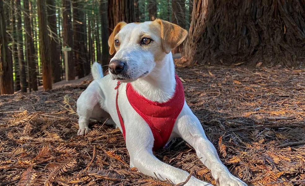 Pipper, el perro 'influencer' llega a las bodegas de Rioja Alavesa