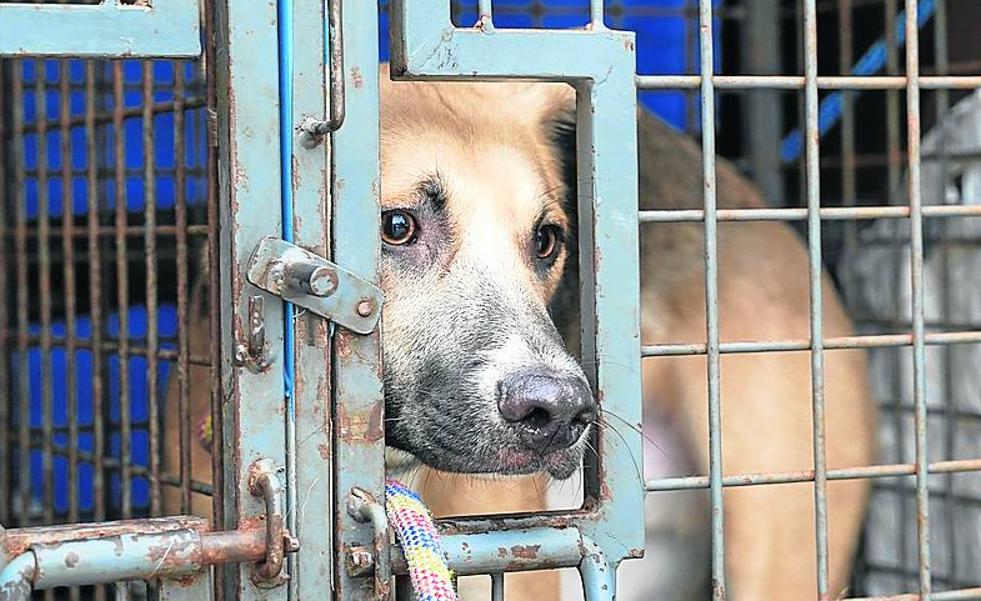 Un abandono «puro y duro» para remover conciencias