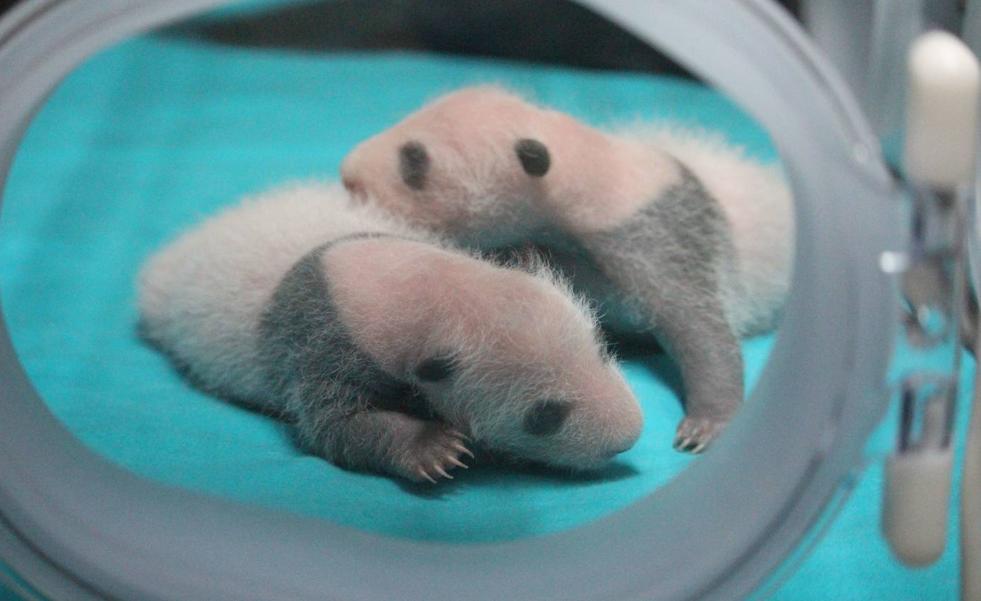 Los gemelos panda viven como bebés