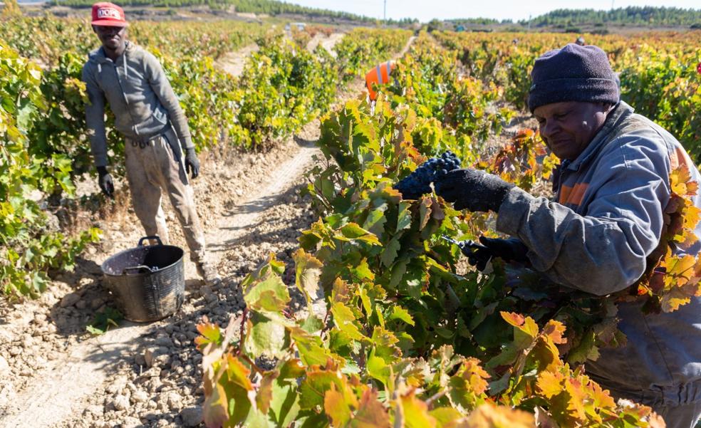 El albergue de Najera, casi sin temporeros