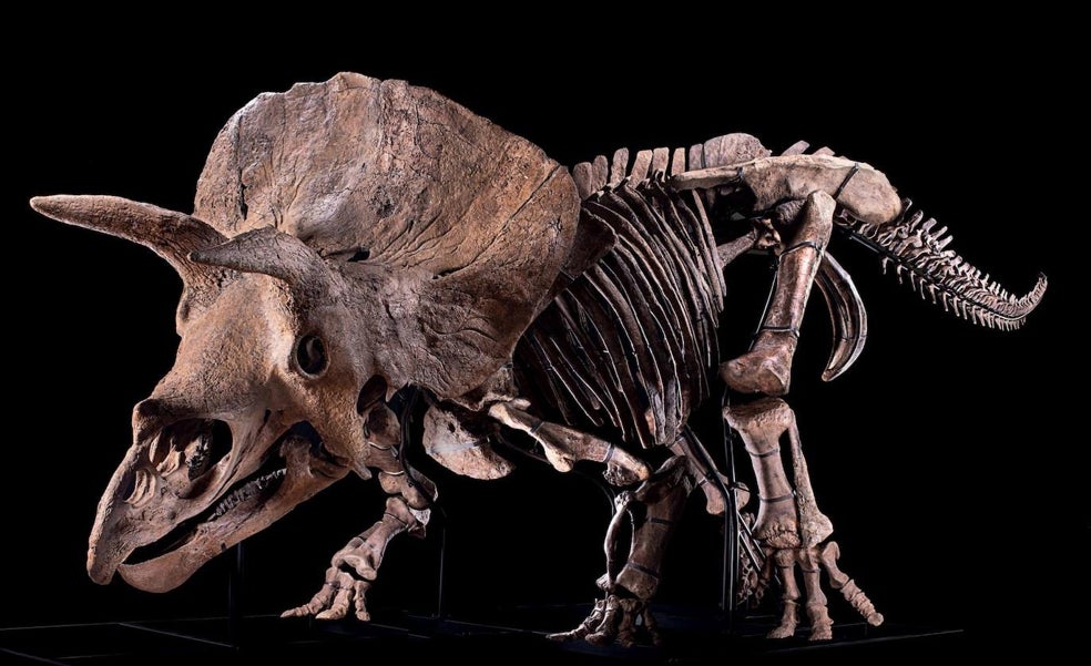 Un fósil de triceratops se vende por 6,6 millones en una subasta de París