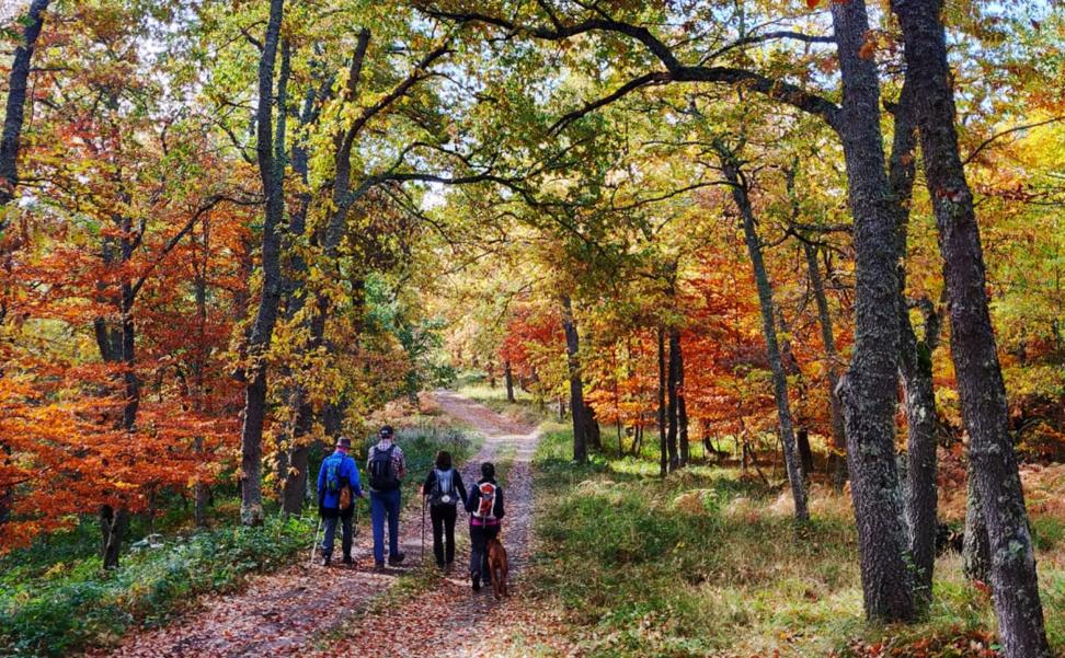 El otoño ultima su espectáculo