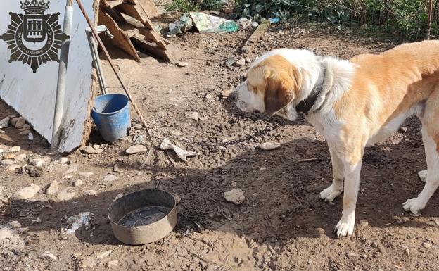 Rescatados dos mastines a quienes su dueño los mantenía sin ningún tipo de cuidados
