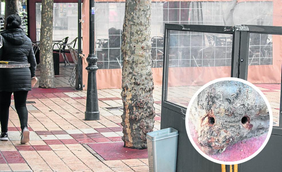 Agujerean un árbol en Santo Domingo para causar su muerte