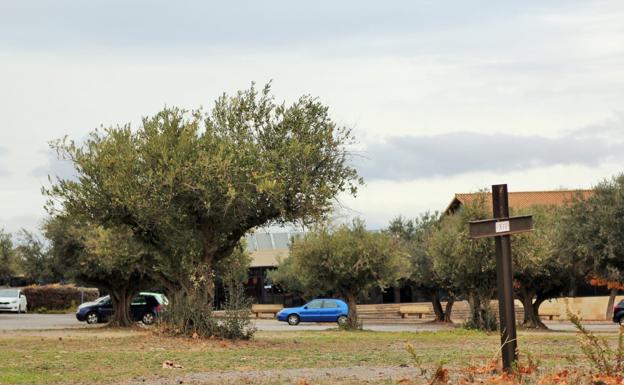 Lardero adjudica por 450 euros las aceitunas de los olivos municipales