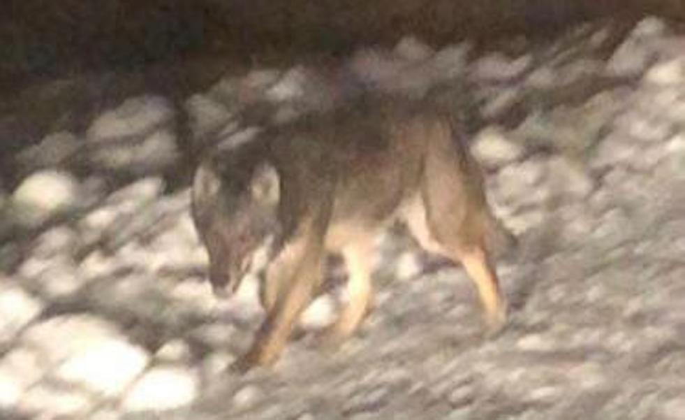 Un lobo se pasea por la aldea