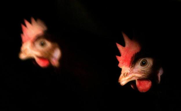 A juicio por cortar las cabeza a 15 gallinas, gallos y palomas