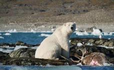 Un oso cazando un reno, otra imagen del calentamiento global