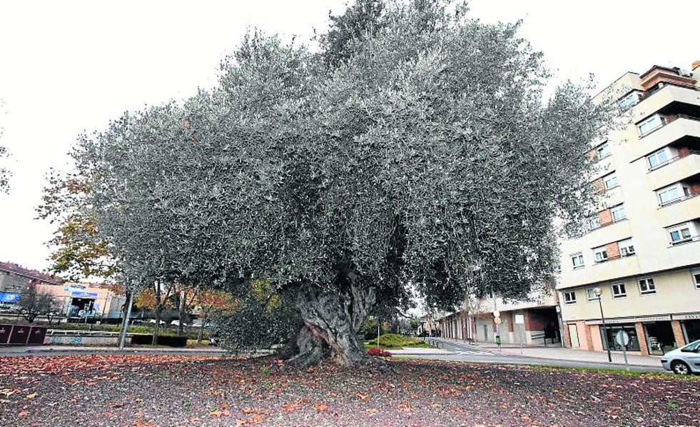 Más de 700 años de olivas en la rotonda