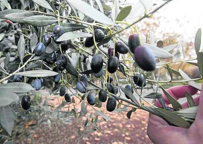 Más de 700 años de olivas en la rotonda