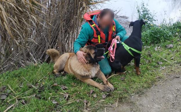 Rescate de mascotas en Logroño, Alfaro y Arrúbal