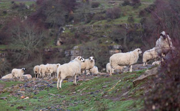 Dos nuevos ataques de lobo en Mansilla y en Villoslada: dos ovejas y una ternera muertas