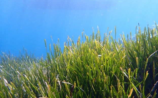 Calculan por primera vez cuánto CO2 absorbe el 'bosque marino' español