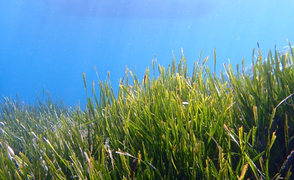 Calculan por primera vez cuánto CO2 absorbe el 'bosque marino' español