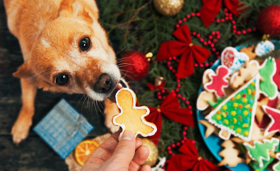 Cuidado con lo que damos de comer a los perros, estos alimentos son tóxicos para ellos