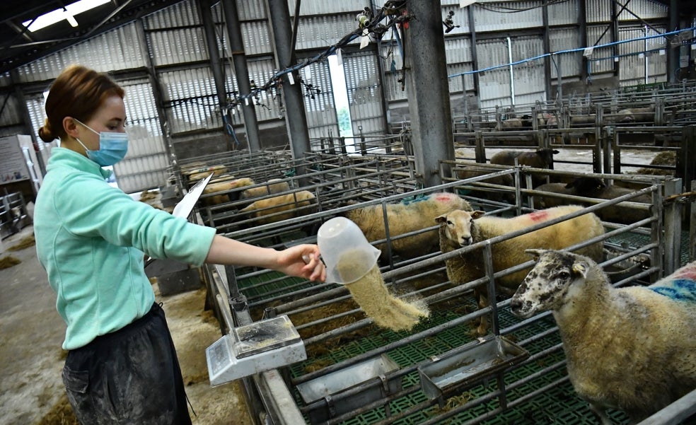 La 'dieta milagro' para vacas que frena el cambio climático