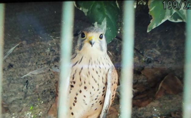 Decomisadas tres aves protegidas en Logroño