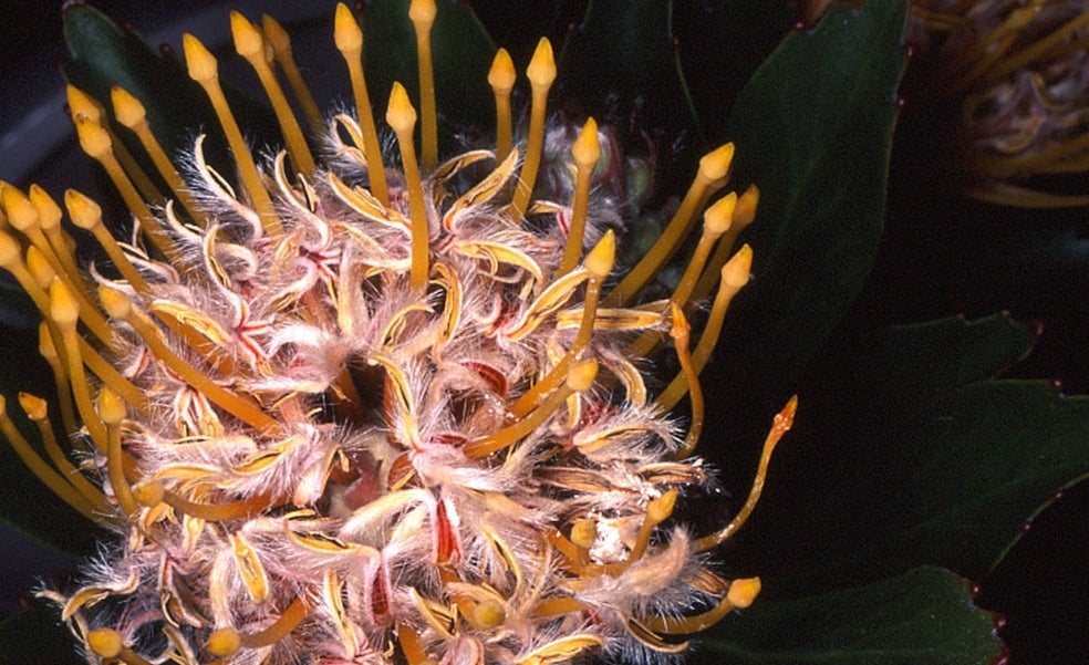 Un sensual jardín fotográfico