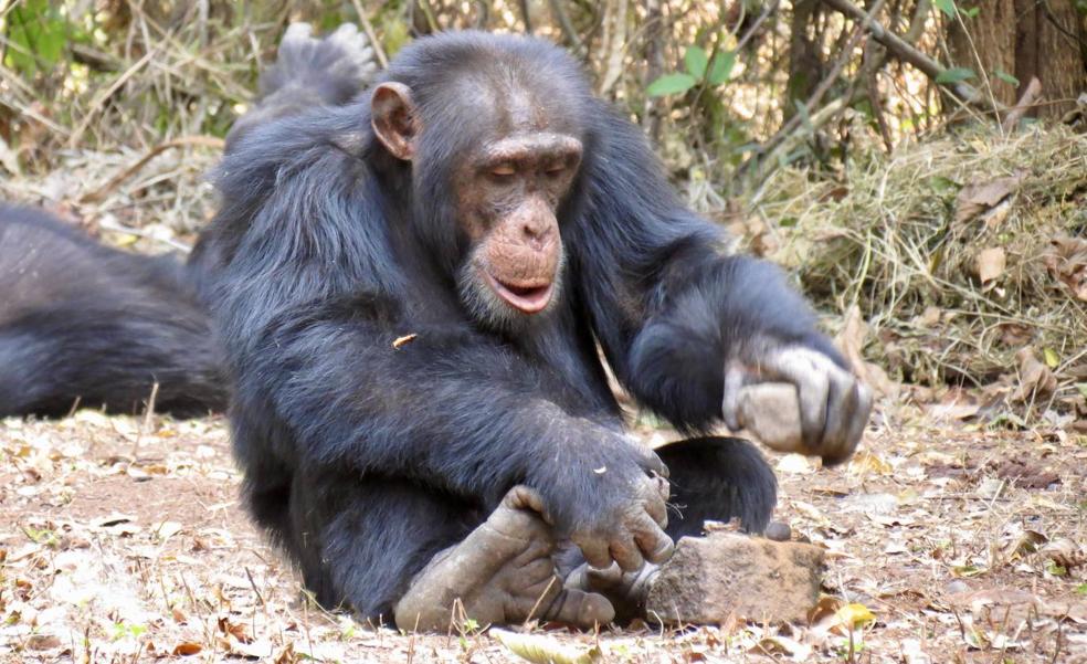 Los chimpancés podrían aprender el uso de herramientas socialmente