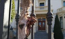 Animales muertos en las vallas del Palacio de Gobierno