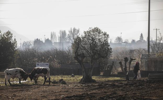 Lardero abre expediente para clausurar otras dos explotaciones ganaderas sin licencia
