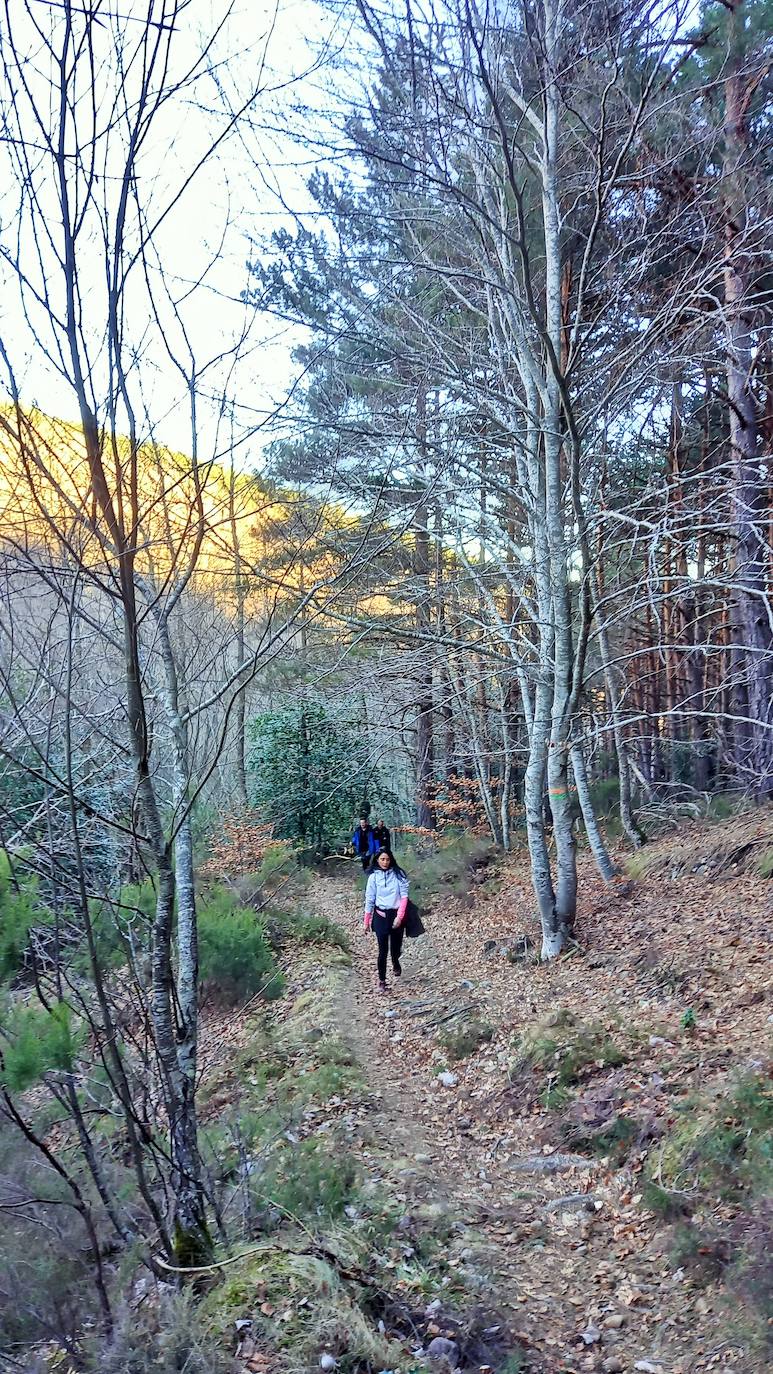 Senderismo entre barrancos, pinos, robles y hayas