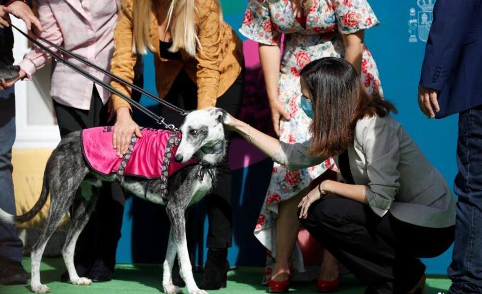 El Consejo de Ministros aprobará el viernes la Ley de Protección Animal