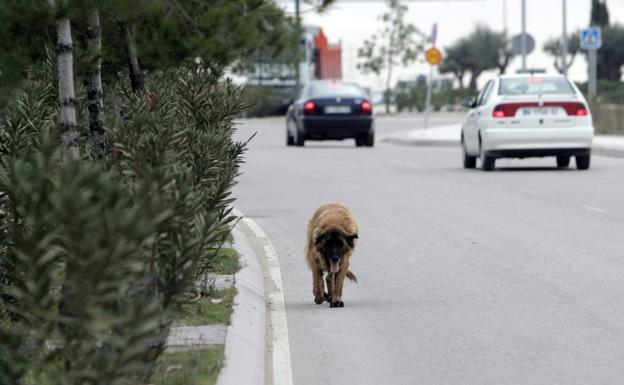 La Ley de Protección Animal impone un curso para tener un perro