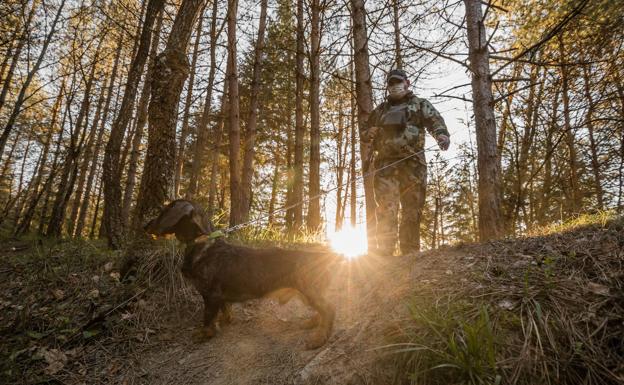 La Rioja amplía la caza de jabalí y ciervo por miedo a las enfermedades
