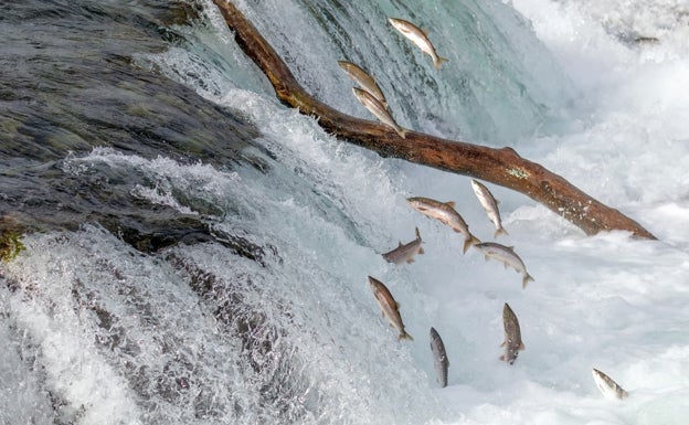 Un estudio revela por qué el salmón salvaje pierde peso