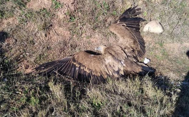 «Agonía y muerte» de un buitre leonado