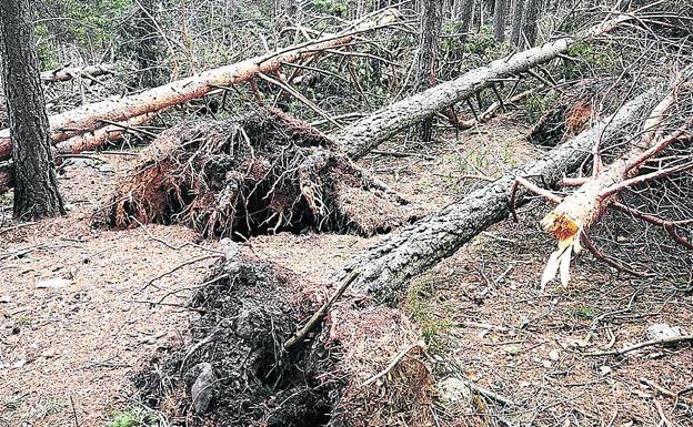 Desolación en los bosques de Moncalvillo