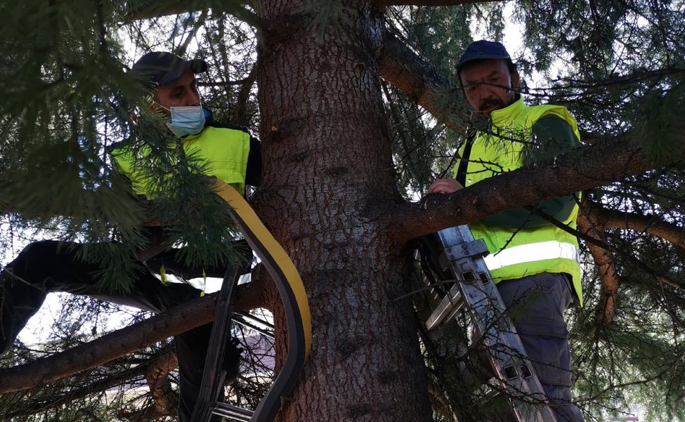 Lardero, contra la procesionaria
