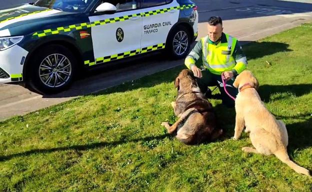 La Guardia Civil saca de la N-111 a dos mastines que se habían escapado de su propietario