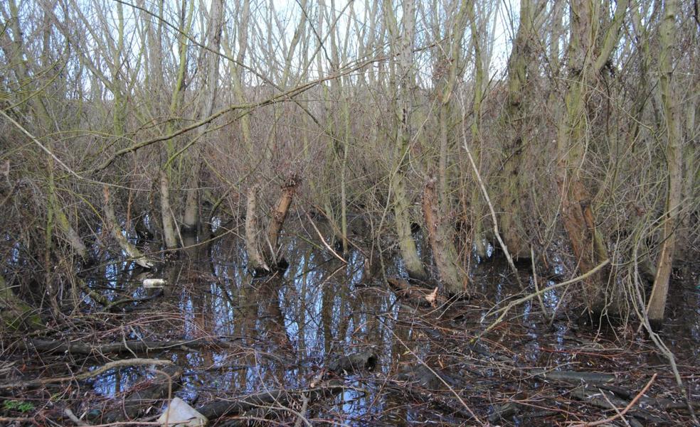 Tormantos pide una limpieza del Tirón para evitar inundaciones