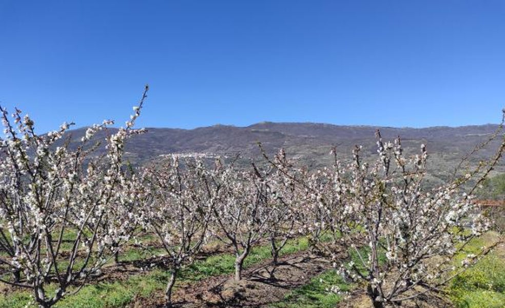 Llega una primavera que será 0,5ºC más cálida de lo normal