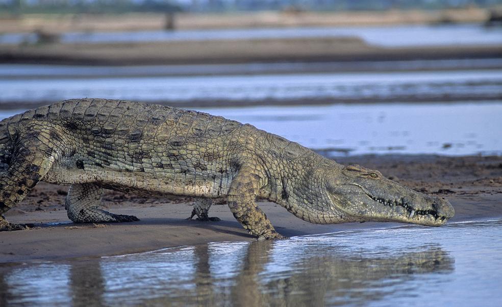 Los primos lejanos de los cocodrilos del Nilo vivieron en Castilla y León