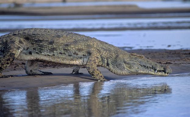 Los primos lejanos de los cocodrilos del Nilo vivieron en Castilla y León