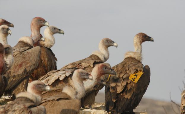 Alcanadre recupera mañana la ruta de los buitres