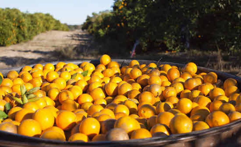 El precio de algunos alimentos se multiplica por ocho del campo al súper