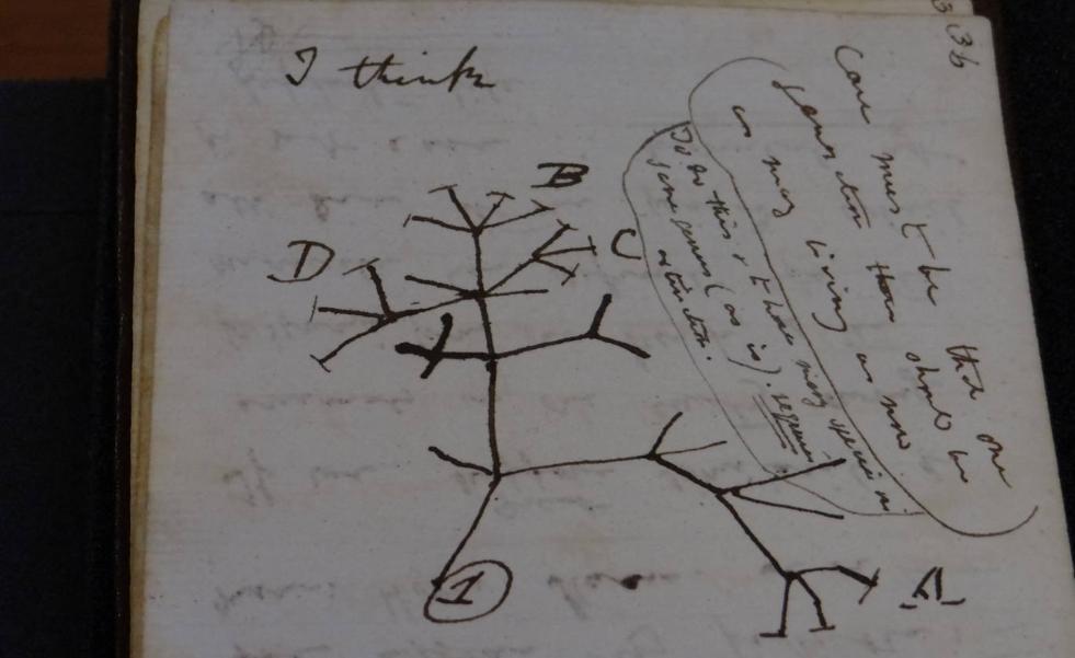 Cambridge recupera el 'Árbol de la vida' de Charles Darwin, robado hace 21 años