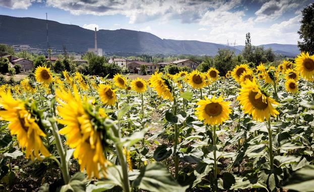 La falta de grano de Ucrania se compensará con 600.000 hectáreas más de cultivos