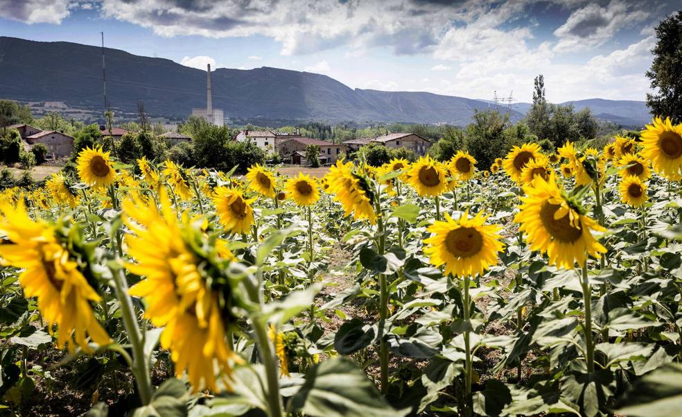 La falta de grano de Ucrania se compensará con 600.000 hectáreas más de cultivos