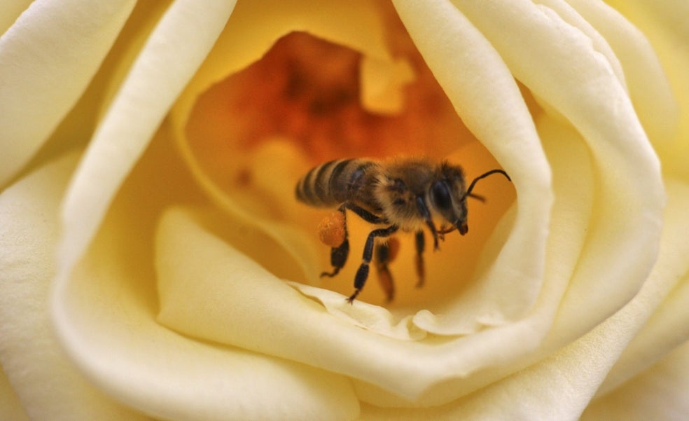 La preocupante desaparición de las abejas