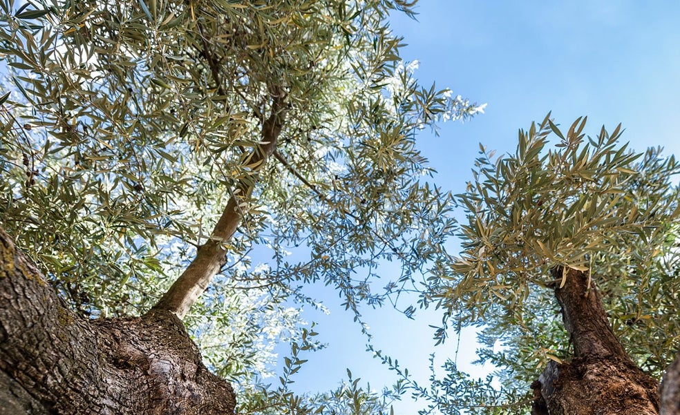 Así se cultiva el aceite de oliva ecológico de las estrellas